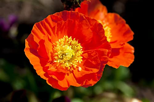 Papaver nudicaule 'Gartenzwerg' 9x9 cm Topf – Winterhart, Mehrjährig, Pflegeleicht – Islandmohn – Beetpflanze für Garten & Rabatte