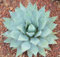 5 Semi di Agave parryi Agave Hardy: Only Seeds