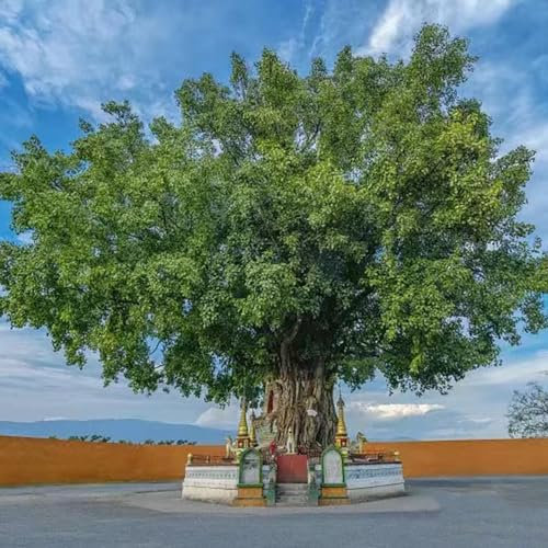 10 Pcs Bodhi Samen - Ficus Religiosa - Bonsai Tree Bäume Pflanzen Bodhi Baum Bonsai Samen, Pflanzen Samen, Bäume Pflanzen Baumsamen Bäume Garten Winterhart Winterharte Kübelpflanzen