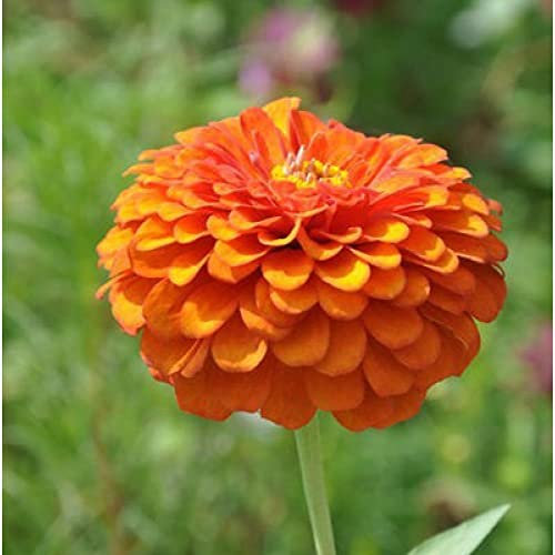 WmHeoo2077 Perennes Resistentes para balcón,Semillas de Plantas Verdes,Semillas de Flores de Zinnia, Plantas en Maceta fáciles de Vivir para sembrar en Cuatro Estaciones, Naranja, 1000 cápsulas