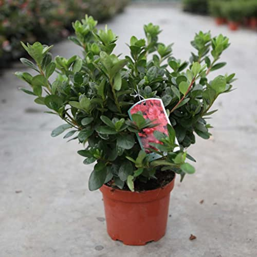 Rhododendron Plant 'Ardeur' Evergreen Azalea Low Compact Hardy Shrub Orange-Red Blooms Low-Maintenance Easy to Grow Flowers 2-Litre Potted Plants by Thompson and Morgan
