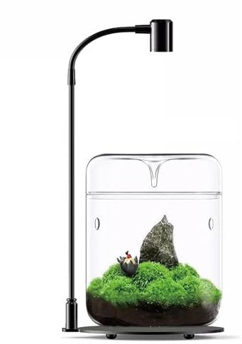 Terrario de cristal para plantas de 12 x 17,5 cm, suculentas, helecho, musgo, jarrón para la decoración del hogar, oficina, mesa, contenedor con tapa, interior (con luz)