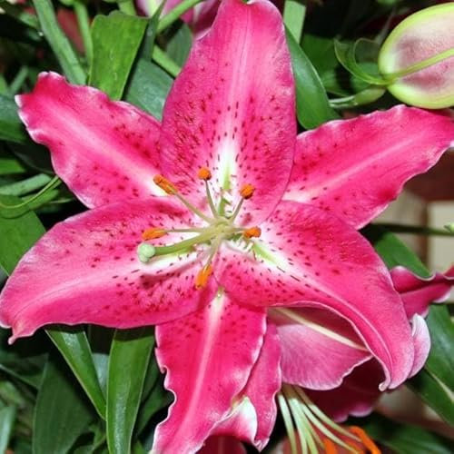 Lilienzwiebeln orientalische Lilie Lilium Zwiebeln Onion Knollen Winterhart Frische mehrjährig duftenden Prachtblüten Hochgewachsene Lilie (Stargazer)