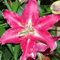 Lilienzwiebeln orientalische Lilie Lilium Zwiebeln Onion Knollen Winterhart Frische mehrjährig duftenden Prachtblüten Hochgewachsene Lilie (Stargazer)