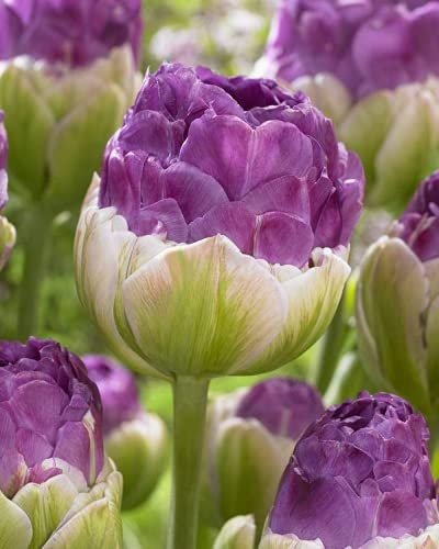 CHTING 12 Stück Tulpenzwiebeln neue und aufregende lila Eiscreme-Blumenzwiebeln Geruch aromatisch Outdoor Hof Terrasse Natürliches Wachstum Attraktiv Stop und Bewunderung