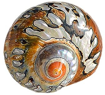 COYOUCO Coquilles pour Bernard l'Hermite - Taille d'ouverture de 0,6 à 2 Pouces - Fournitures pour Bernard l'Hermite - Coquilles Naturelles pour Bernard l'Hermite,C