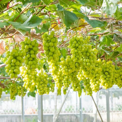 100 pcs weinreben kaufen winterhart samen - Vitis vinifera - samen zimmerpflanzen, alte sorten saatgut weinrebe trauben pflanzen obstsamen, bonsai samen säulenobst, kletterpflanzen