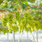 100 pcs weinreben kaufen winterhart samen - Vitis vinifera - samen zimmerpflanzen, alte sorten saatgut weinrebe trauben pflanzen obstsamen, bonsai samen säulenobst, kletterpflanzen