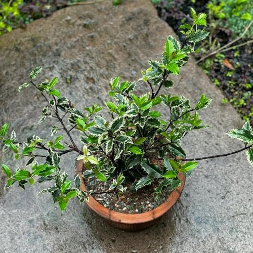 350 Pcs Stechpalme Winterhart Samen - Baumsamen Bäume Garten Winterhart, Samen Alte Sorten Stechpalme Samen, Grünpflanzen Zimmerpflanzen Samen, Kräutergarten Winterfeste Pflanzen Für