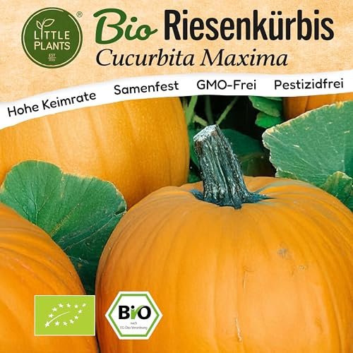 Little Plants BIO Kürbis Samen 5 Kürbissamen Riesenkürbis Gemüsesamen Samenfest für Gemüsegarten Gemüse Samen Hochbeet Samen für Küche, Balkon und Garten
