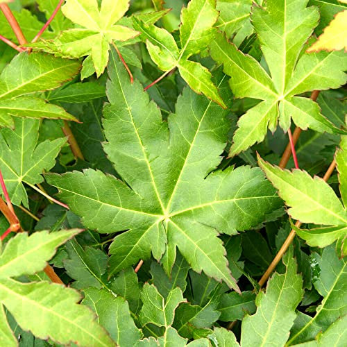 Acer palmatum Bi Ho - Japanese Maple Tree | Large Outdoor Garden Ready Plant in Pot (80-100cm Incl. Pot)