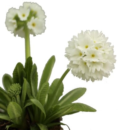 Reichhaltig blühende Stauden Kugel - Primel 'Primula denticulata Alba' weiß winterhart Freilandaufzucht