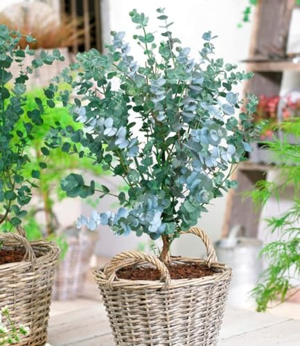BALDUR Garten 3x Winterharter Eukalyptus Azura® im 15 cm-Topf