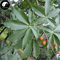 Kaufen Aesculus Baumsamen 10pcs Pflanze Aesculus chinensis Sieben Blätter Baum