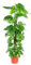 Epipremnum aureum - Efeutute am Moosstab, 21 cm Topf Höhe 100 cm
