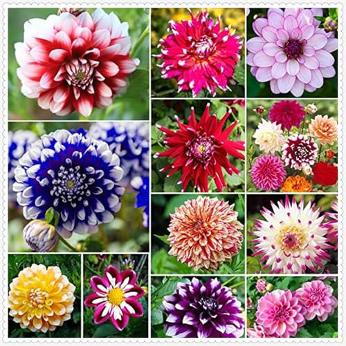 Dahlien zwiebeln,Winterharte MehrjäHrig,Dalienknollen Winterfest Bienenfreunlich,Dahlien Knollen winterhart,Seltene Pflanzen,dahlien knollen großblumig,dahlienknollen kaufen.-4 zwiebeln-A