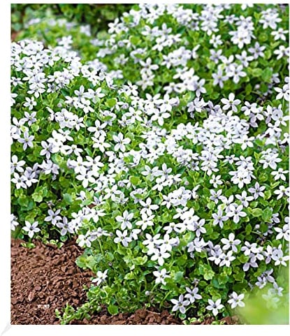 BALDUR Garten 15x Winterharte Isotoma White Splash Pflanzen im 9x9 cm-Topf | blühender Bodendecker, winterharte Staude, mehrjährig & pflegeleicht, blühend, Isotoma fluviatilis