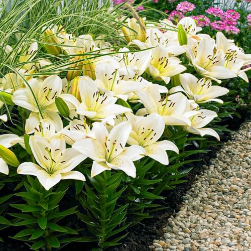 Bulbes de Lys Bordure blanc - Lys Bulbes - 10 Bulbes de Fleurs à Planter Exterieur - Plantes Vivaces Exterieur - Rustique - Naturelle Plantes de Hollande (gros, pas de graines)