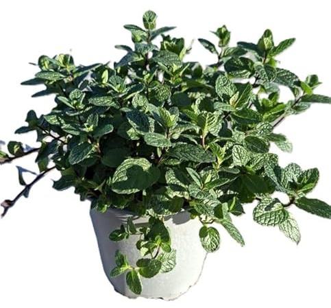 Pianta di Menta Piperita Viva in Vaso 18 cm, Pianta Aromatica Verde e Bianco, 1 Unità