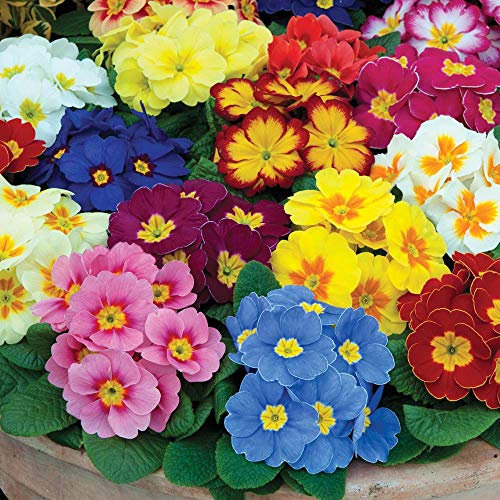 Primula Polyanthus Supernova Mix X 12 Plug Plants for Potting on See Photos