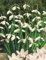 Schneeglöckchen Galanthus (50 Blumenzwiebeln)