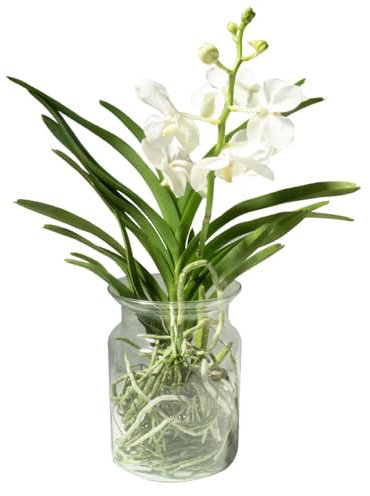 FLOB Orchidea Vanda in Vaso di Vetro 45 cm Bianco Vanda