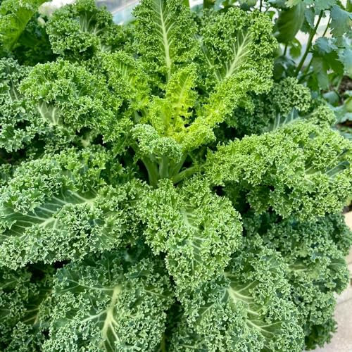 250 pcs grünkohl samen winterhart - saatgut gemüse, mini gewächshaus grünkohl pflanzen kaufen - Brassica oleracea - alte gemüsesorten samen, kräutergarten bio samen gemüse alte sorten,