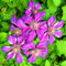Clematis-Zwiebel, Kletterpflanze,DüRretolerant, Vermehrbare, Winterhart Mehrjährig,Winterhart, Krautige Rebe,Clematis Grandiflora, Kletterpflanze, Gartenpflanze-8zwiebeln-D