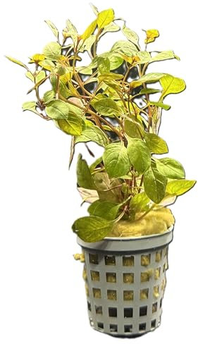 WASSERPFLANZEN WOLFF - ein Topf schöne Kleine Tiefrote Ludwigie/Ludwigia sp. Super Red - Super Rot für kleine Aquarien, Nano-Cube