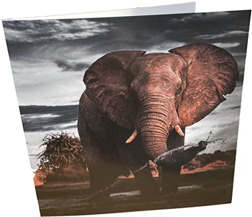 Maturi Geburtstagskarte, quadratisch, blanko, Elefant