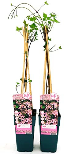 CLEMATIS MONTANA FRAGRANT SPRING, ALTEZZA 50CM, 2 PIANTE, piante vere