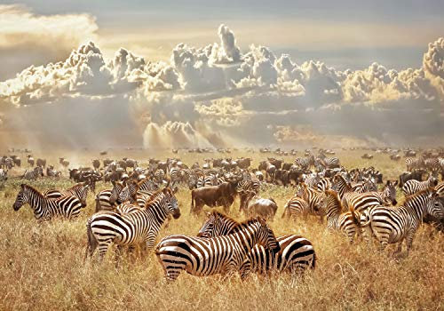 decomonkey Premium Fototapete Afrika 350x256 cm XL Tapete Fototapeten Vlies Tapeten Vliestapete Wandtapete moderne Wandbild Wand Schlafzimmer Wohnzimmer Savanne Tiere Landschaft