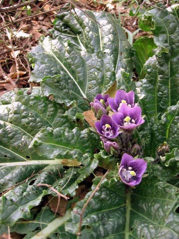 Herbst Alraune -Mandragora autumnalis- 5 Samen