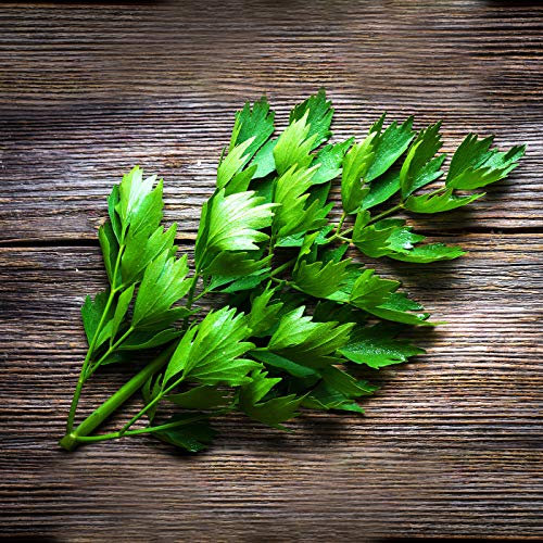 Liebstöckel/Maggi Kraut mehrjährig 250 x Samen 100% Natursamen aus Portugal handgepflückt… (Liebstöckel/Maggikraut)