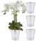 Santino Lot de 4 pots à orchidée transparents avec système de mèche auto-arrosant - Diamètre : 12,5 cm - Transparent - 1,25 l