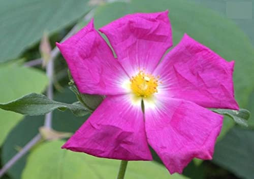 Cistus creticus - Kretische Zistrose 30-40cm
