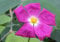 Cistus creticus - Kretische Zistrose 30-40cm