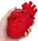 Anatomisches Herz Stressball, Realistisches Silikon-Druckspielzeug, Rot