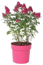Plant in a Box - Buddleja Candy Little Ruby - Buddleja davidii - Schmetterlingsflieder Winterhart - Rote Blüten - Topf 19cm - Höhe 30-40cm