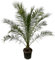 Trendyplants - Phoenix Canariensis - Höhe 280-320 cm - Dattelpalme - Winterhart - Topfgröße Ø40cm