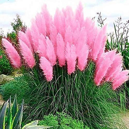 TOYHEART 100 Stück Premium Blumensamen, Schilfsamen Dekorative DIY Schöne Zierpampas Gras Schilf Samen Für Den Garten Rosa