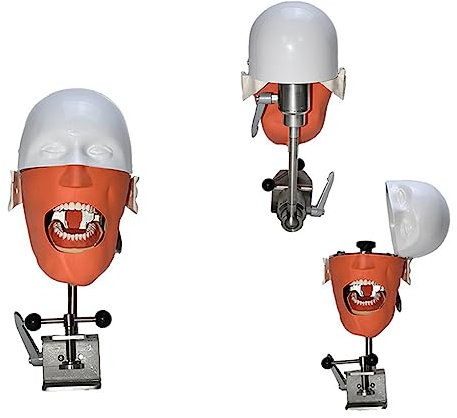 UIGJIOG Zahnsimulator Phantomkopf-Training, Orales Zahnsimulationskopfmodell, Zwei-Typ-Bracket-Lehrsimulation, Phantomkopfmodell, Einfaches Kopfmodell, Zähne, Kieferorthopädische Reparatur, Zahnmodell