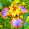 Iris Zwiebeln-Winterhart MehrjäHrig,Iris Blumenzwiebeln,Iris Knollen Mix,Schwertlilien Winterhart Knoll,Iris Blumen,Bonsai Pflanze,Gartenblumen-15zwiebeln-a