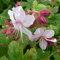 6 x Geranium Macrorrhizum 'Spessart' - Storchschnabel Spessart Topf 9x9cm