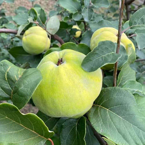 semi di mela cotogna, semi di albero di mela cotogna semi di piante piante da giardino roccioso alberi di mele cotogne Serie Piante Rare alto tasso di germinazione semi di albero 150pcs