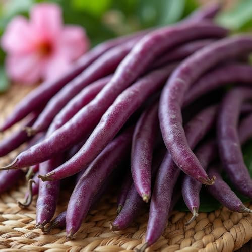 Dwarf French Bean Seeds – High-Yield & Compact Variety – Fresh Tasty Beans – for Your Kitchen Garden (Dwarf French Bean Purple Queen)