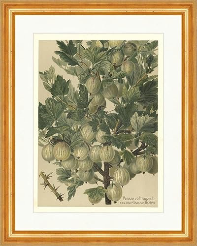 Biller Antik Blanco de alto rendimiento Shannon Grosella espinosa Inglés variedades de frutas 27 Enmarcado