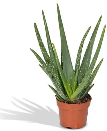 Aloe Vera – Höhe 30 cm, Ø 12 cm – Sukkulente Zimmerpflanze