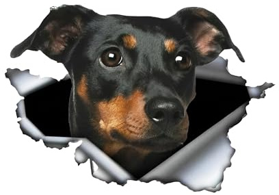 Autoaufkleber Dobermann Aufkleber 18cm(7.1Inch) Little Dobermann Car Sticker Lustig Kleiner Dobermann 3D Zerrissen Reflektierende Aufkleber Personalisieren Stoßstange Autofenster Lustig Dekor