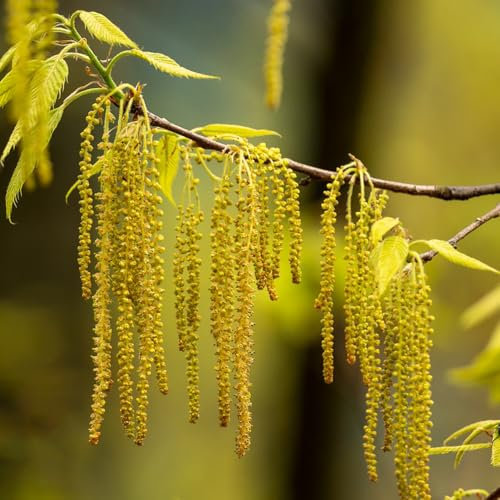 85 pcs ulme samen, steingarten pflanzen, samen winterhart ulme baum kaufen samen (Ulmus pumila) baumsamen, pflanzensamen geschenk balkon pflanze, alte sorten saatgut winterharte pflanzen,